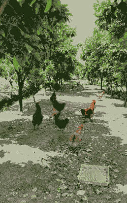 土鸡养殖场种什么树最好