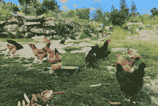 惠水土鸡养殖群在哪里啊