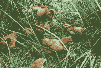 桃花园养殖土鸡怎么样