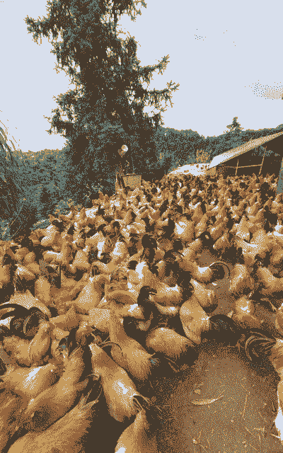 广东哪里有养殖土鸡场的