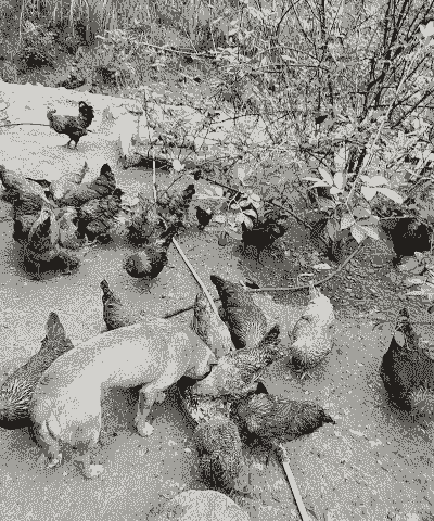 养殖土鸡有补贴吗北京市