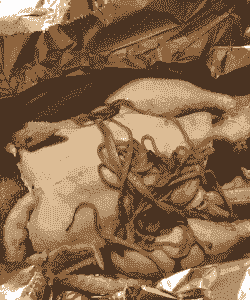 小土鸡喂啥中药好养殖呢