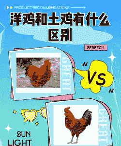 洋鸡和土鸡养殖区别大吗