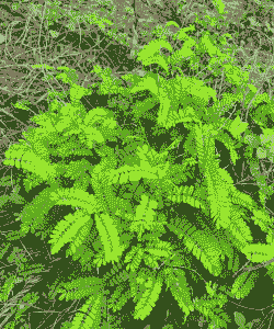 土鸡养殖的草是什么草啊