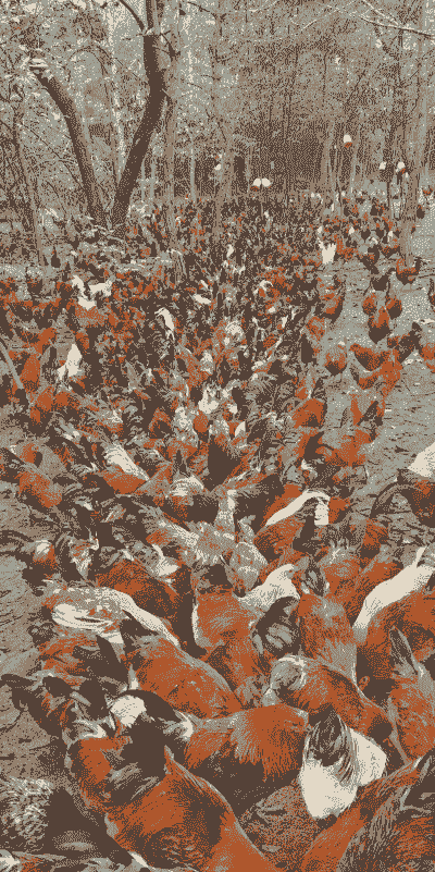 土鸡养殖几个月最好吃的