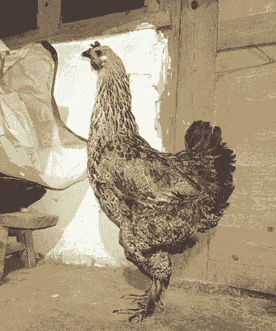 普洱武定土鸡养殖户有哪些