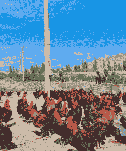 在新疆养殖土鸡怎么样了