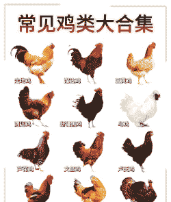 哪个土鸡品种养殖时间短