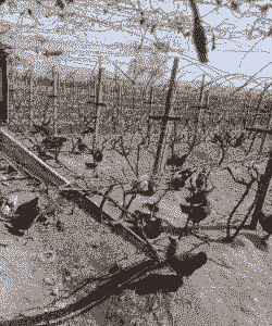 葡萄地养殖土鸡好不好呢