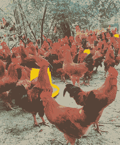 卖养殖的散养土鸡赚钱吗