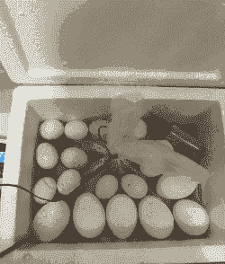 养殖孵化土鸡蛋怎么做的