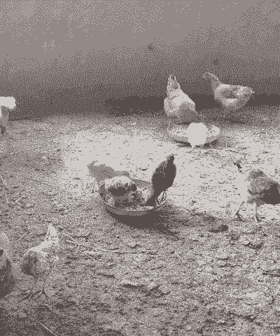 土鸡养殖四个月