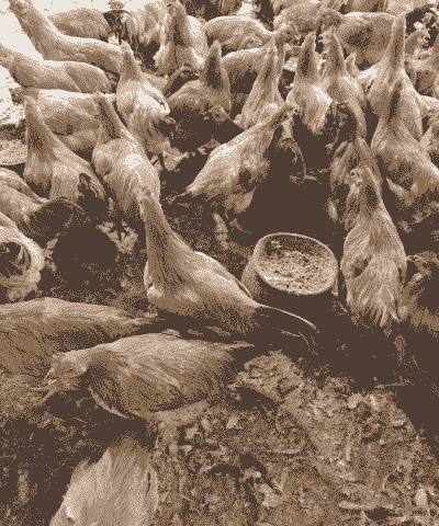 土鸡养殖怎么让皮更黄呢