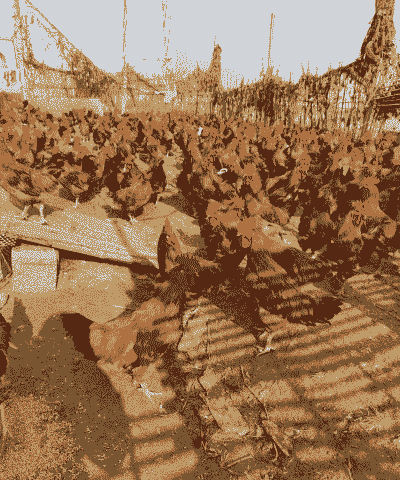 农村土鸡养殖好不好卖呢