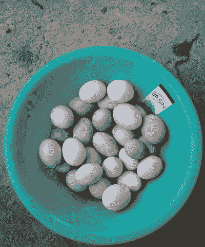 家庭如何养殖土鸡蛋黄鸡