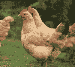 土鸡一斤多怎么养殖好