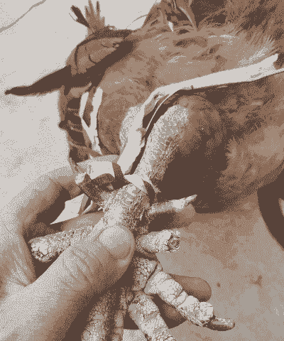 土鸡养殖多久口感好一点