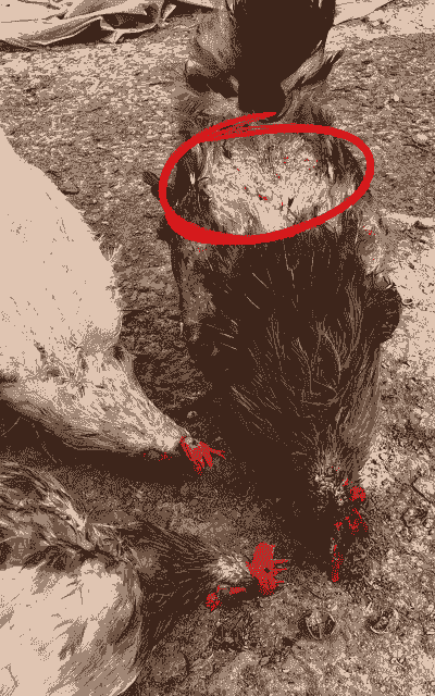 养殖土鸡如何防病毒害虫