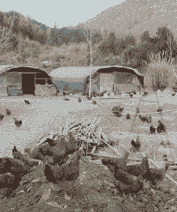 云南自养土鸡养殖基地有哪些