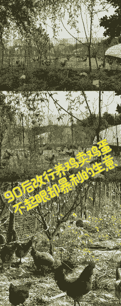 养殖什么土鸡最有钱赚呢