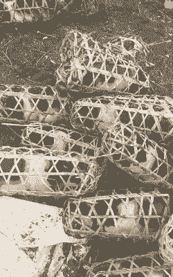 钦州猪仔什么价格