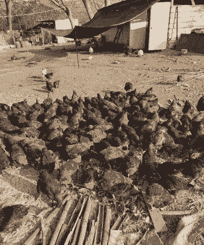 山东乐陵土鸡养殖户有多少