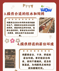 散养土鸡场养殖技术要求