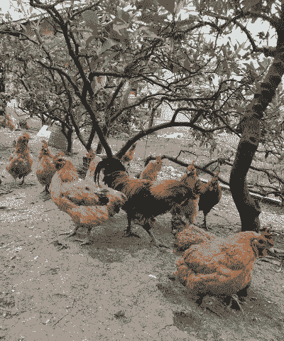 笼养土鸡养殖户怎么养的