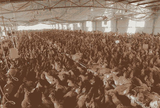 土鸡养殖场在什么地方