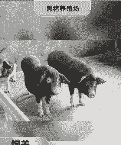 农村黑猪仔价格