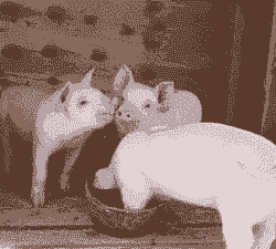 济南长白猪仔价格