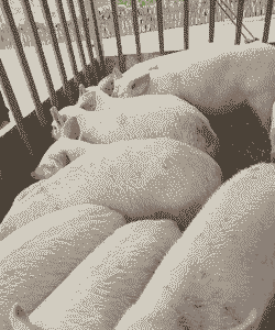 威宁县猪仔价格