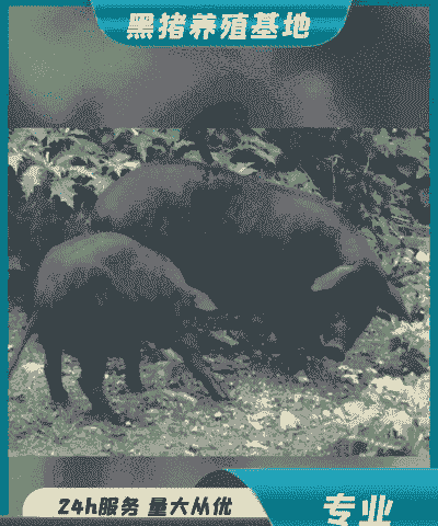 贵州猪仔什么价格