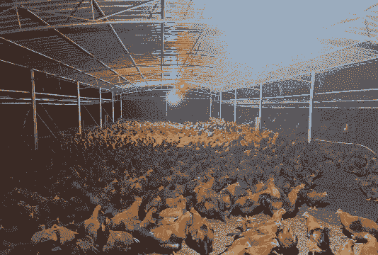 孙庙土鸡养殖场在哪里