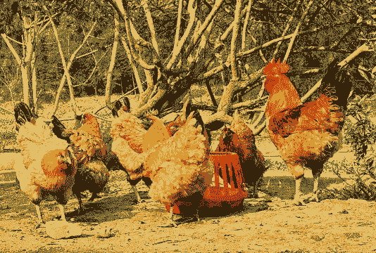 四川养殖土鸡的前景如何