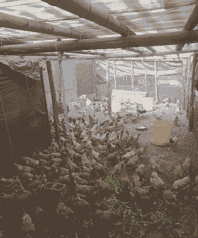 皖南土鸡养殖基地在哪个位置