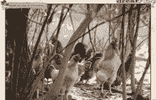 六安土鸡养殖大户名单