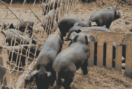 农村黑土猪仔价格