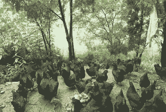 绿壳散养土鸡好不好养殖