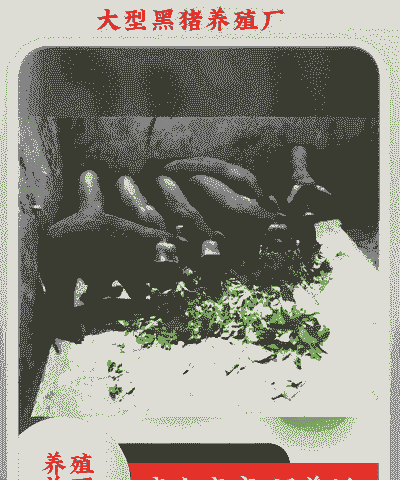 河南洛阳猪仔价格