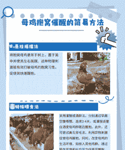 在农村养殖土鸡需要注意哪些事