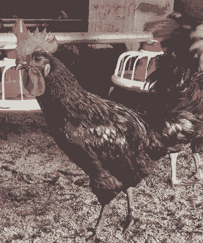 柿子树里养殖土鸡可以吗