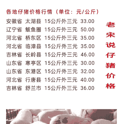 小猪小猪仔价格