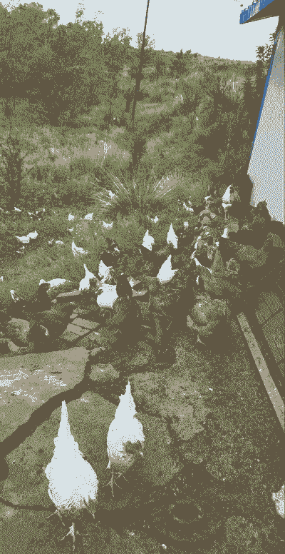 三水土鸡养殖场有哪些