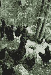 万源土鸡苗养殖成本多少