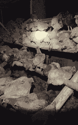 苏禽土鸡适合在哪些地区养殖