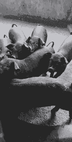 邵阳土猪仔价格