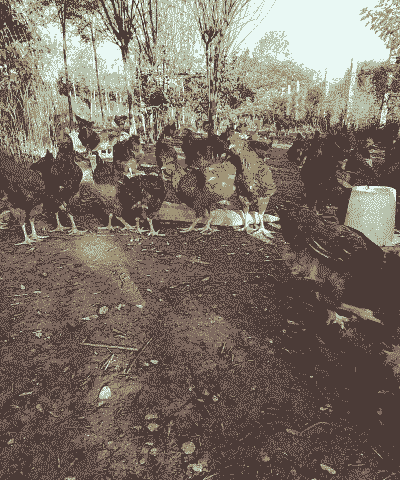 周至县土鸡养殖户有多少