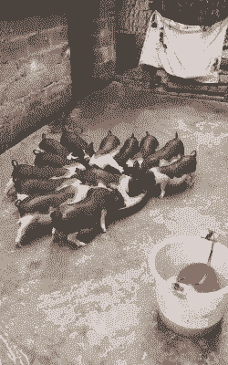 茂名猪仔出售最新价格