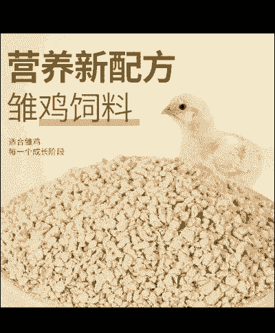 养殖土鸡第四天吃什么饲料